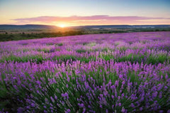 ECOS Jabón de manos lavanda: envase reciclable para reducir residuos.