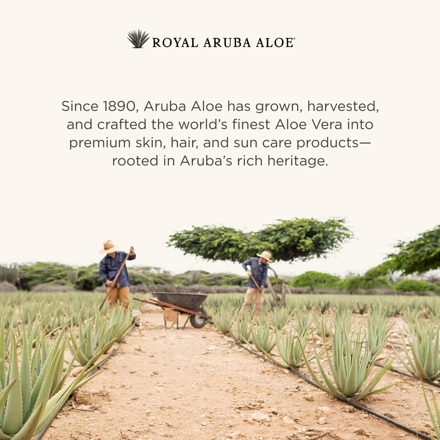 ARUBA ALOE Special Care Lotion, ideal para uso diario tras la ducha.
