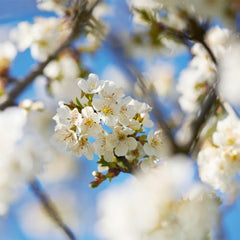 L'Occitane Envase con papel sostenible, opción ecológica para el hogar.