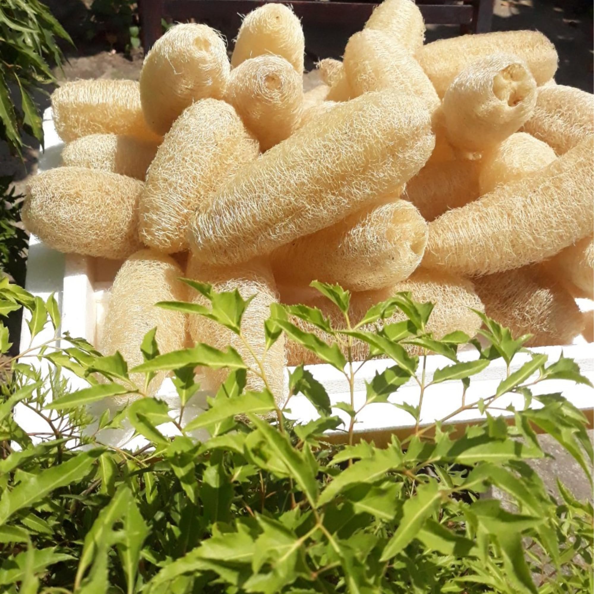 LUFAFY esponja de luffa cultivada en Vietnam y libre de químicos.