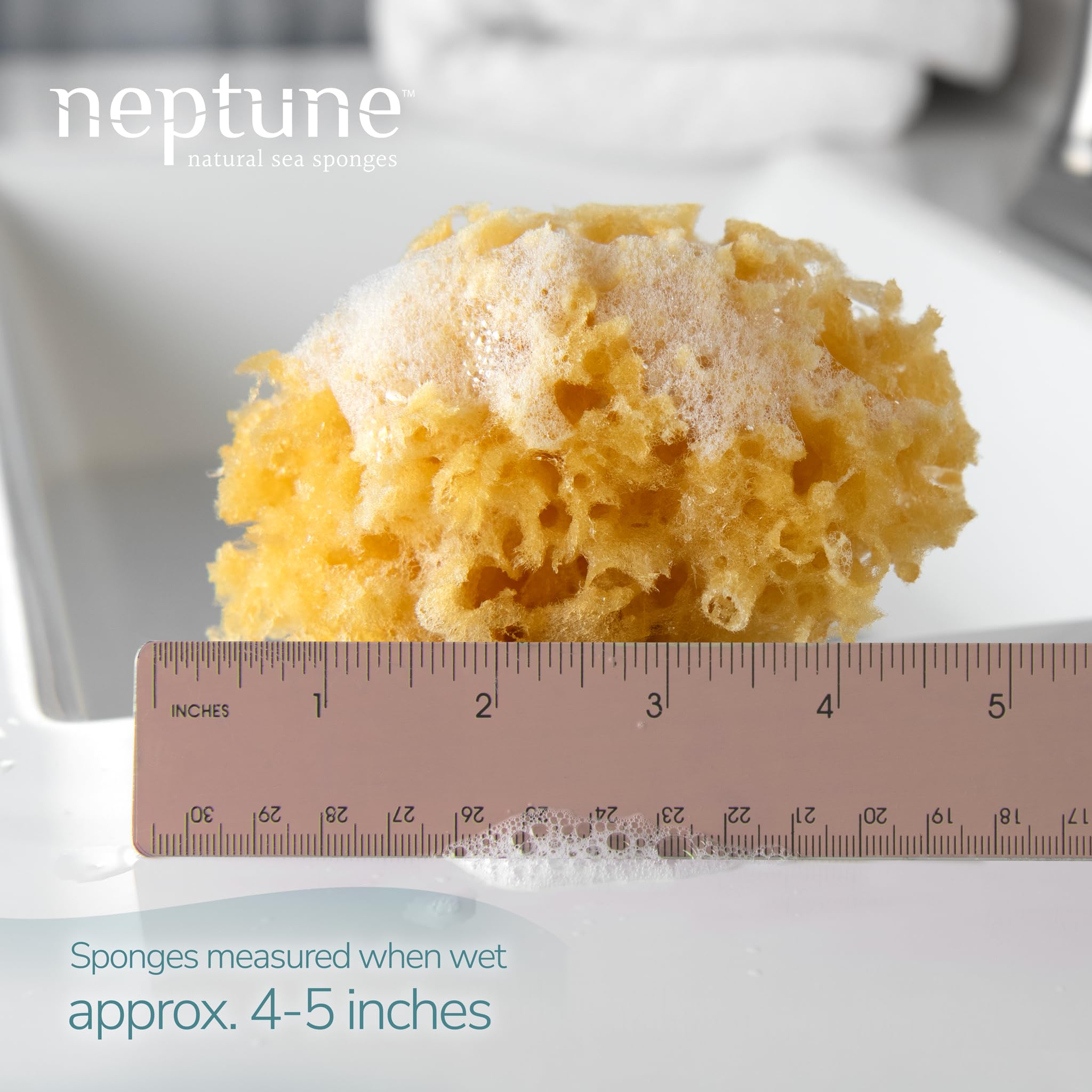 Esponja Neptune Caribe mar, absorbente, ideal para limpieza diaria.