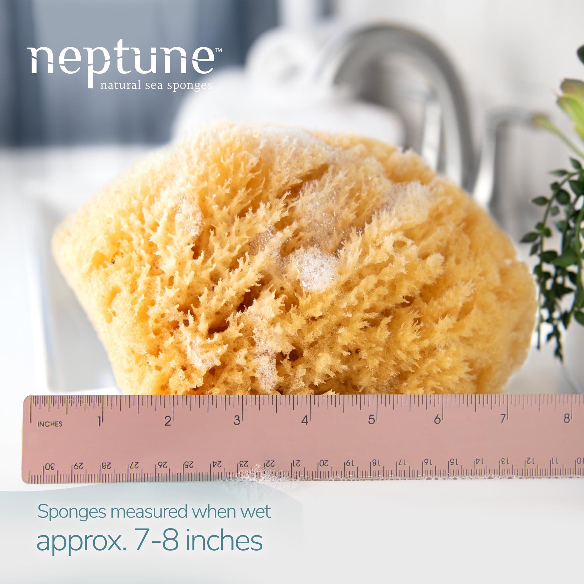 Esponja Neptune Caribe, textura suave para ducha diaria y piel sensible.
