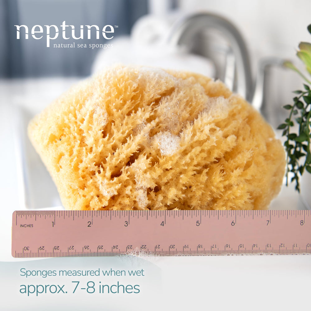 Esponja Neptune Caribe, textura suave para ducha diaria y piel sensible.