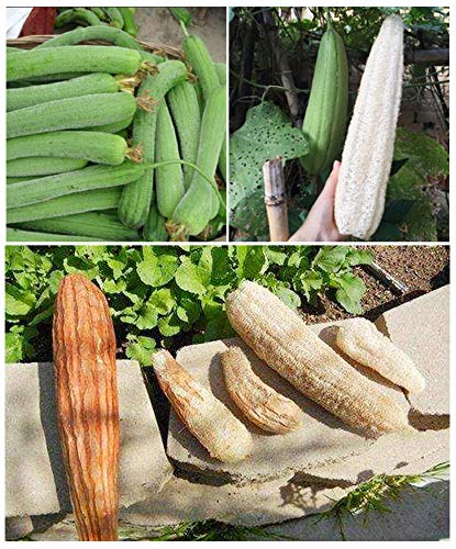 pisdoplop lufa natural secado y almacenamiento tras uso