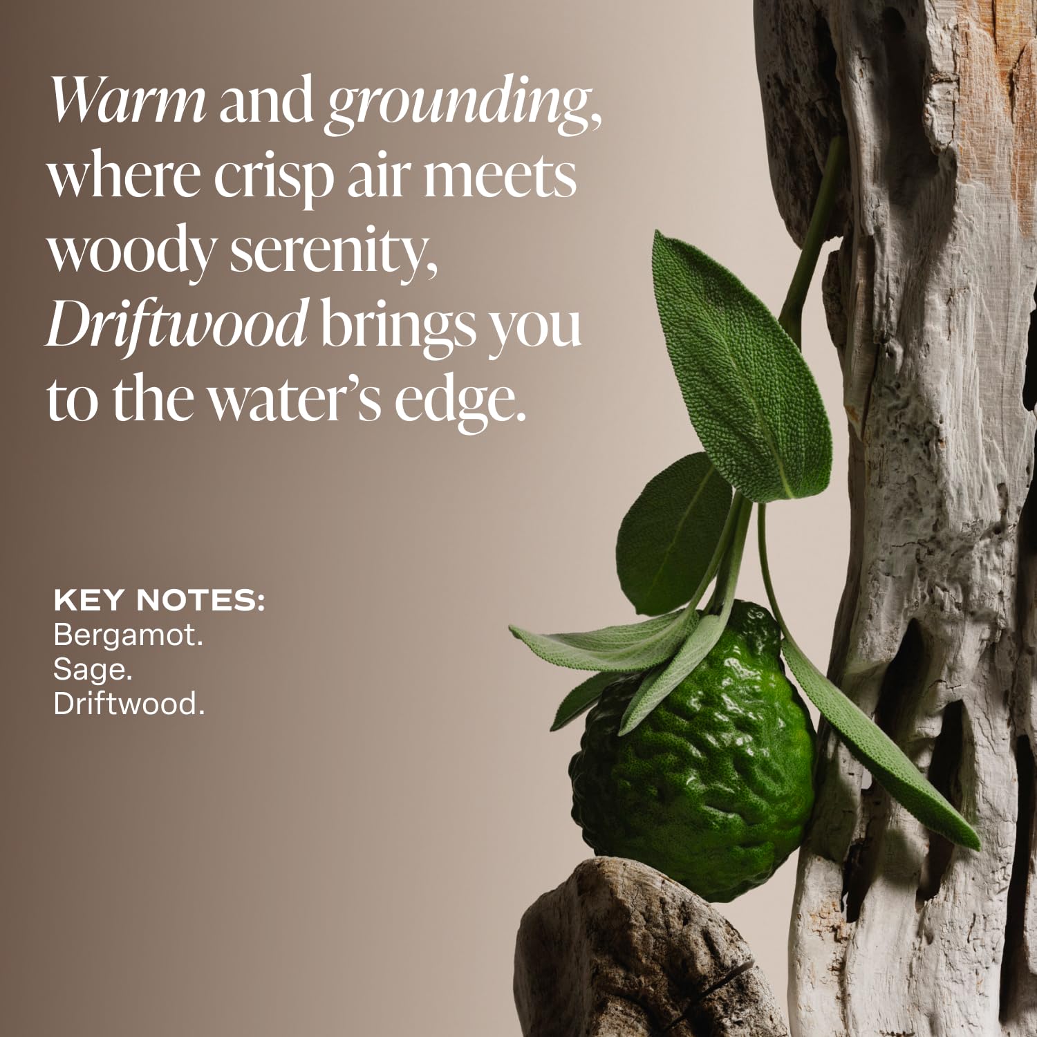 Saltair driftwood scent evokes spa calm, ideal for daily moisturizing.