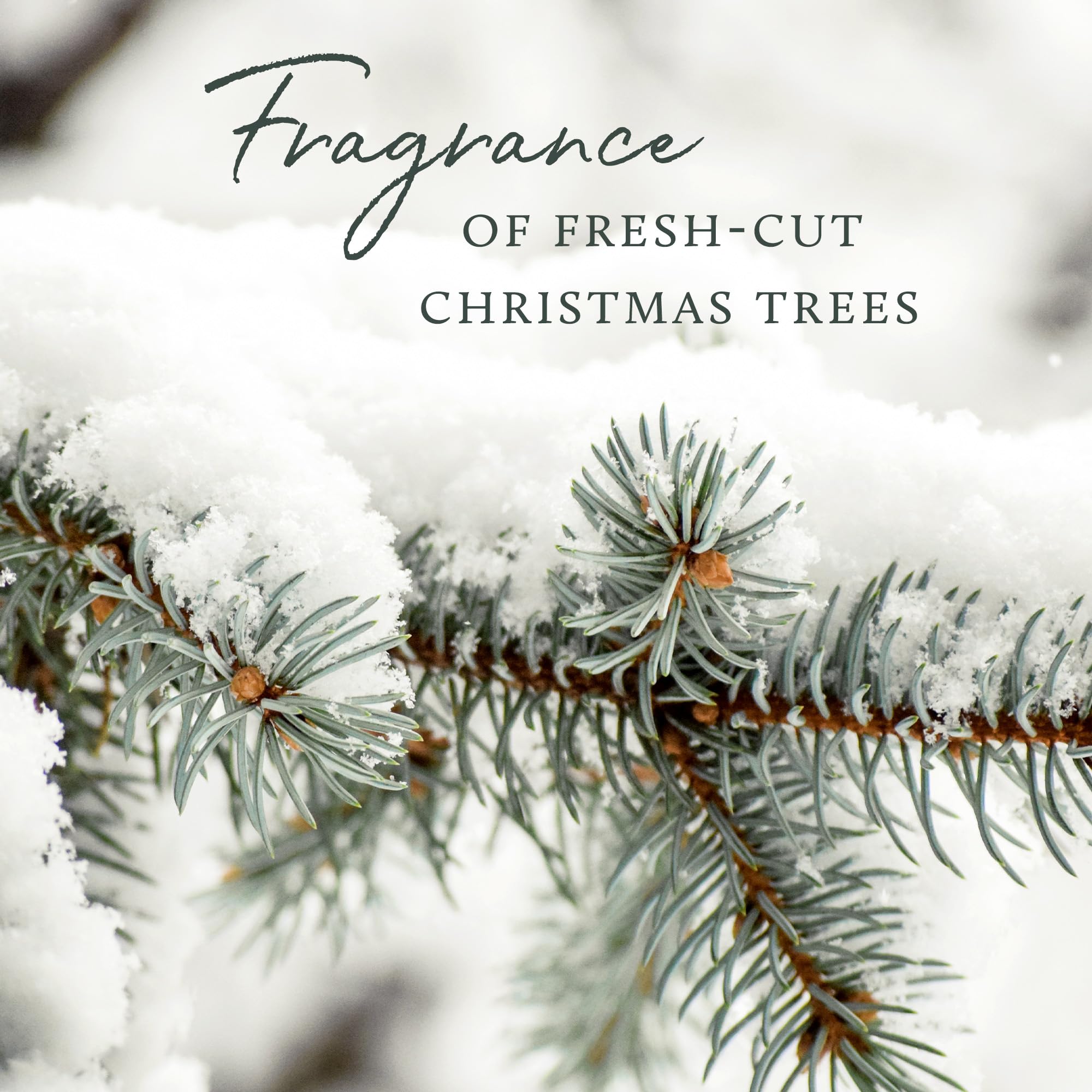 Thymes Frasier Fir, envase detallado, producto sin crueldad animal para manos.