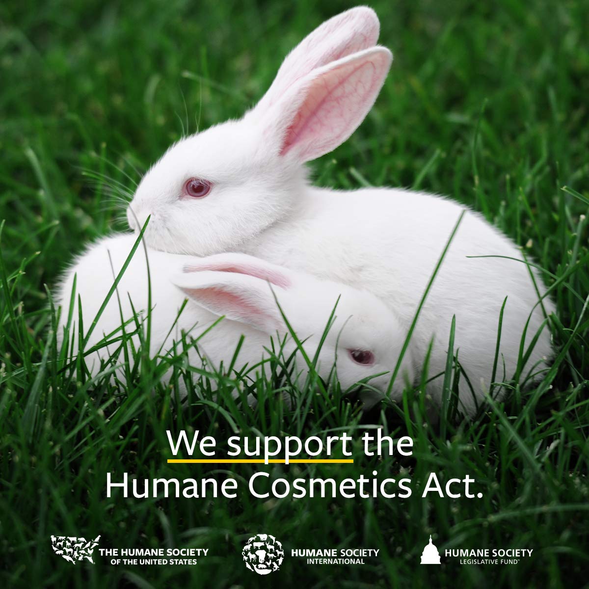 US Organic Aceite de sésamo libre de crueldad, certificado para uso cosmético.