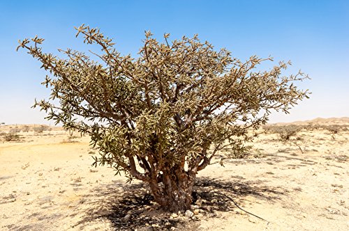 US Organic resina Boswellia serrata de India para aromaterapia suave.