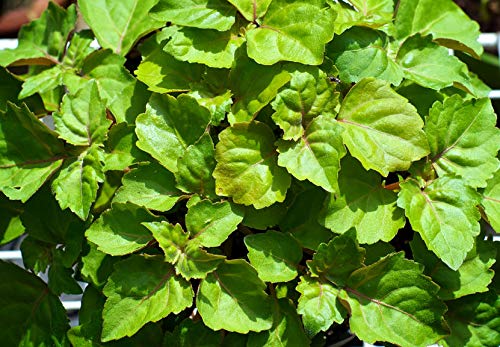 US Organic Patchouli: aroma terroso y musgo visible en la etiqueta.