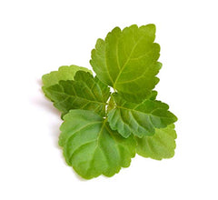 US Organic Patchouli: frasco transparente mostrando color ámbar del aceite.