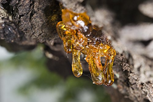 US Organic aceite de incienso para uso tópico y difusor.