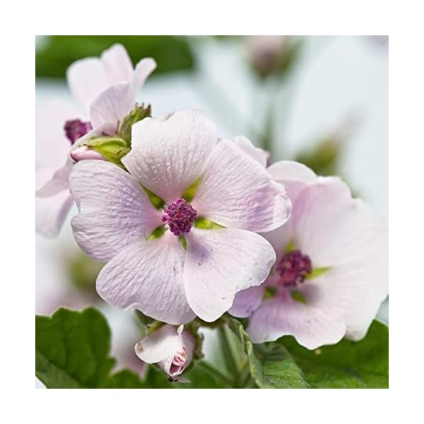 Aplicación suave de Weleda Malva en las manos